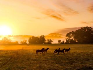 Strategic Rural Holding For Sale In QLD’s Equine Heartland