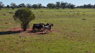Modern Grazing Property + Carbon Project Offered For Sale In Western NSW