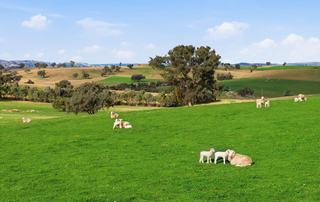 Highly Productive Mixed Farm For Sale In NSW’s Cowra District