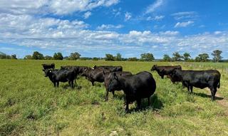 Rural Property For Sale NSW Set Up For Cattle Grazing