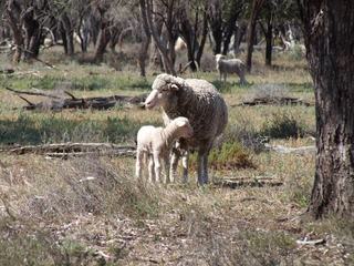 Property For Sale NSW Offers Diversification Opportunities