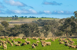 Exceptional Cropping + Livestock Property For Sale NSW Central West