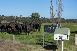 Well-Managed Mixed Farm For Sale Near Coonabarabran