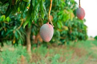 Invest In A Mango Farm For Sale Australia For A Sweet Return