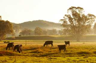 The Ultimate Guide to Buying Rural Properties In Wangaratta
