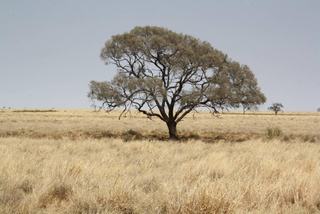 Property For Sale QLD With Excellent Water And Feed Supply 