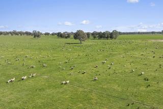High-Performing, Low-Risk Cattle Property For Sale VIC