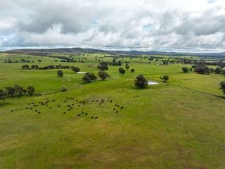 Large-Scale, Well-Watered Cattle Property For Sale Wagga Wagga NSW