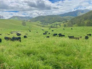 Impressive Cattle Property For Sale Kempsey Region NSW