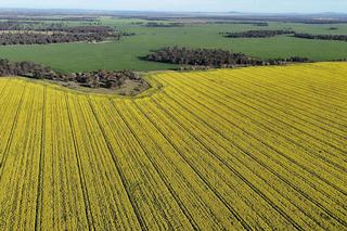 Large Scale, Optimised Dryland Farm For Sale Central West NSW