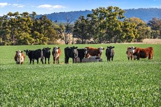 Historic Rural Property For Sale Tamworth Region