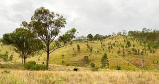 Large Scale Quality Grazing Property For Sale QLD