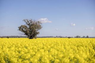 The Best Mixed Farm For Sale NSW Boggabri District