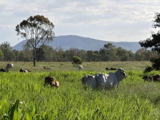 Premier Queensland Cattle Property For Sale