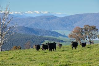 Astute Buyers Sought For Productive Prime Lamb + Beef Enterprise For Sale