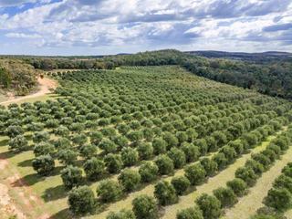 Embrace Rural Life: Breathtaking Retreat For Sale NSW