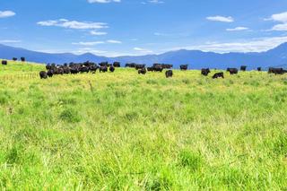 Exceptional Grazing Property For Sale NSW Upper Hunter