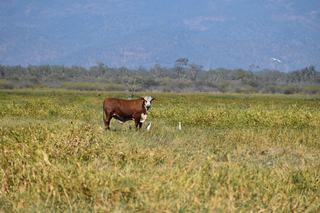 QLD Cattle Property For Sale Offers Scale, Established Infrastructure + Multiple Water Sources