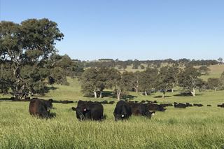 Exceptional SA Rural Property For Sale Offers Best Of Both Worlds