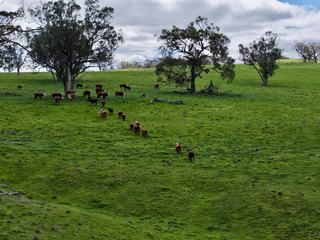 Highly Regarded Upper Hunter Cattle Property For Sale