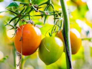 High Quality Horticultural Farm For Sale NSW