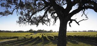 Premium Farm Land For Sale SA Limestone Coast