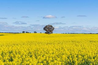 Premier Southern Riverina Mixed Farm For Sale