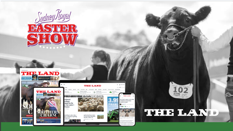 Sydney Royal Easter Show - Beef Cattle Judging