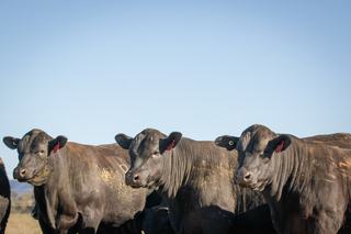 10th CHOICE ANGUS YEARLING BULL SALE - INSPECTION DAY