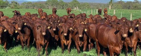 Santa Gertrudis National Youth Camp