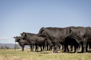 10th CHOICE ANGUS YEARLING ONLINE BULL SALE