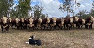 Remolea Bull Sale Open Day