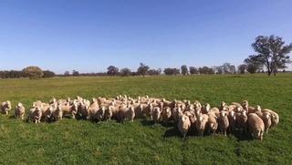 Parkdale SRS® Open Day