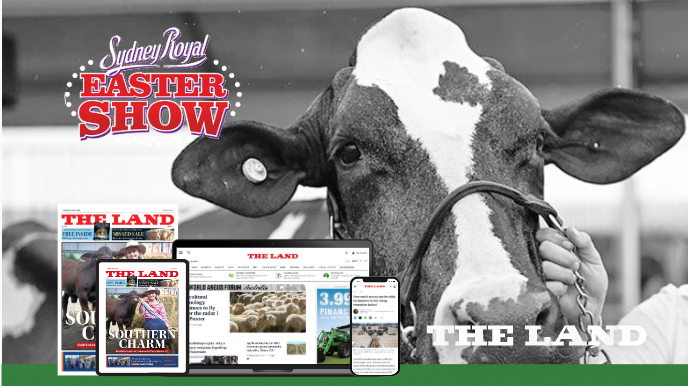 Sydney Royal Easter Show - Dairy Cattle Judging