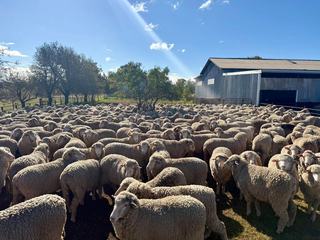 Roseville Park Open Day