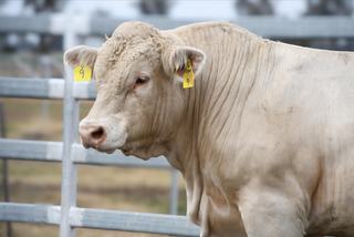 Livestock Listing - Barambah-Dale Charolais Bull Sale 2026