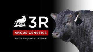 Livestock Listing - 3R Bull Sale