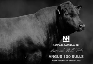 Livestock Listing - Nampara Angus Bull Sale