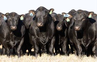 Livestock Listing - Mandayen Angus Bull Sale