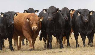 Livestock Listing - Mandayen Limousin Bull Sale