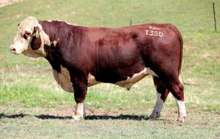 Livestock Listing - Yavenvale Poll Hereford Bull Sale