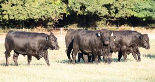 Livestock Listing - Hicks Beef Bull Sale