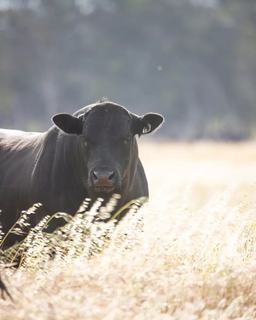 Livestock Listing - Sterita Park Angus 2026 Sale
