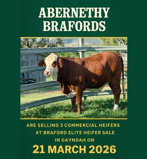 Livestock Listing - Abernethy Brafords Selling at the Elite Braford Breeders Sale