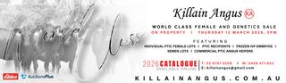 Livestock Listing - Killain Angus Female and Genetics Sale (Second Edition)