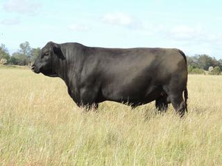Livestock Listing - 2026 Wattlewood Angus Bull Sale