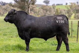 Livestock Listing - 19th On Property Sale 2026 Annual Bull & Heifer Sale