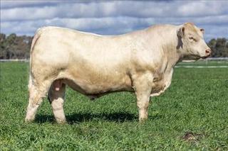 Livestock Listing - 19th On Property Sale 2026 Annual Bull & Heifer Sale