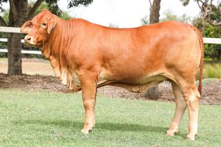 Livestock Listing - 2026 National Droughtmaster Female Sale - LOT 158