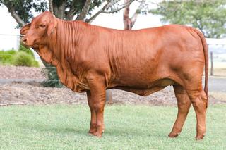 Livestock Listing - 2026 Droughtmaster National Female Sale - LOT 160